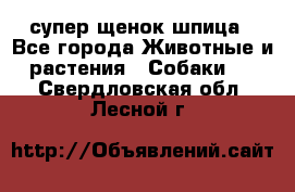 супер щенок шпица - Все города Животные и растения » Собаки   . Свердловская обл.,Лесной г.